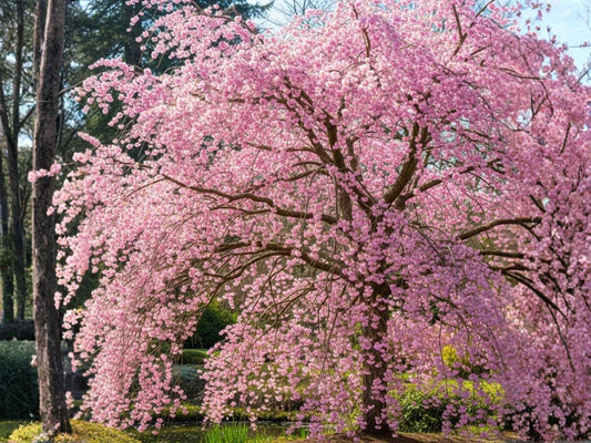 Gleditsia sinensis Seeds – Chinese Honeylocust, Soap Bean Tree, Ornamental Deciduous Tree, Traditional Use Plant, 10 Seeds