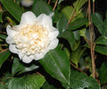 Live Camellia Japonica ‘Jury’s Yellow’ - Rare Pale Yellow Evergreen Flowering Shrub, Starter Plant