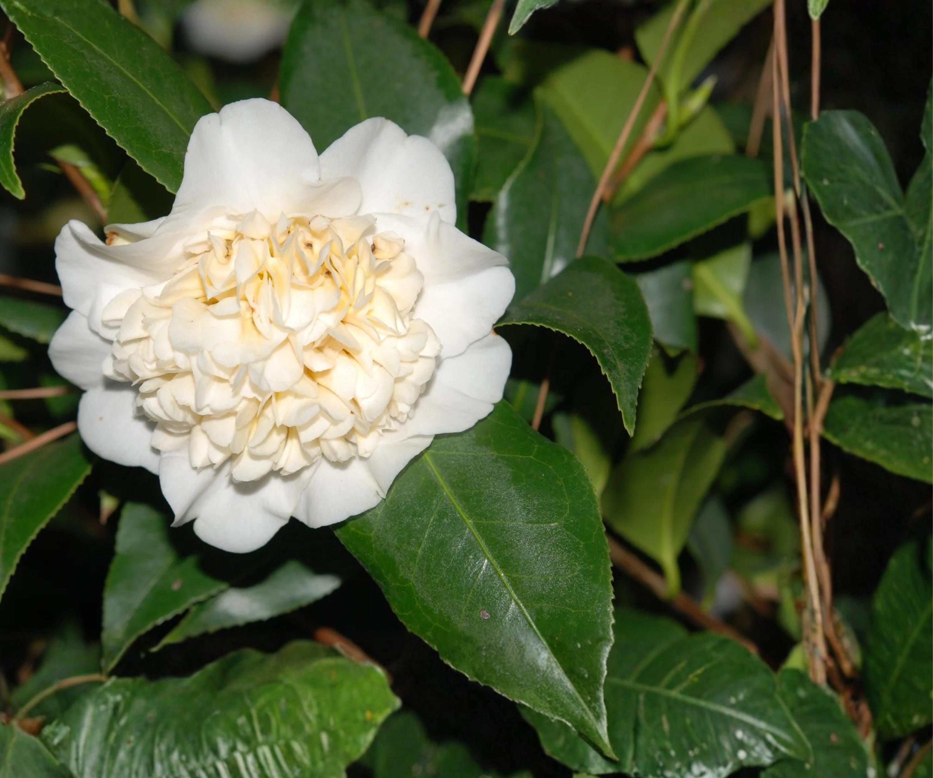 Live Camellia Japonica ‘Jury’s Yellow’ - Rare Pale Yellow Evergreen Flowering Shrub, Starter Plant