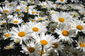 Maximilian Sunflower Seeds 50 Helianthus maximiliani Native Prairie Drought Tolerant Pollinator Plant