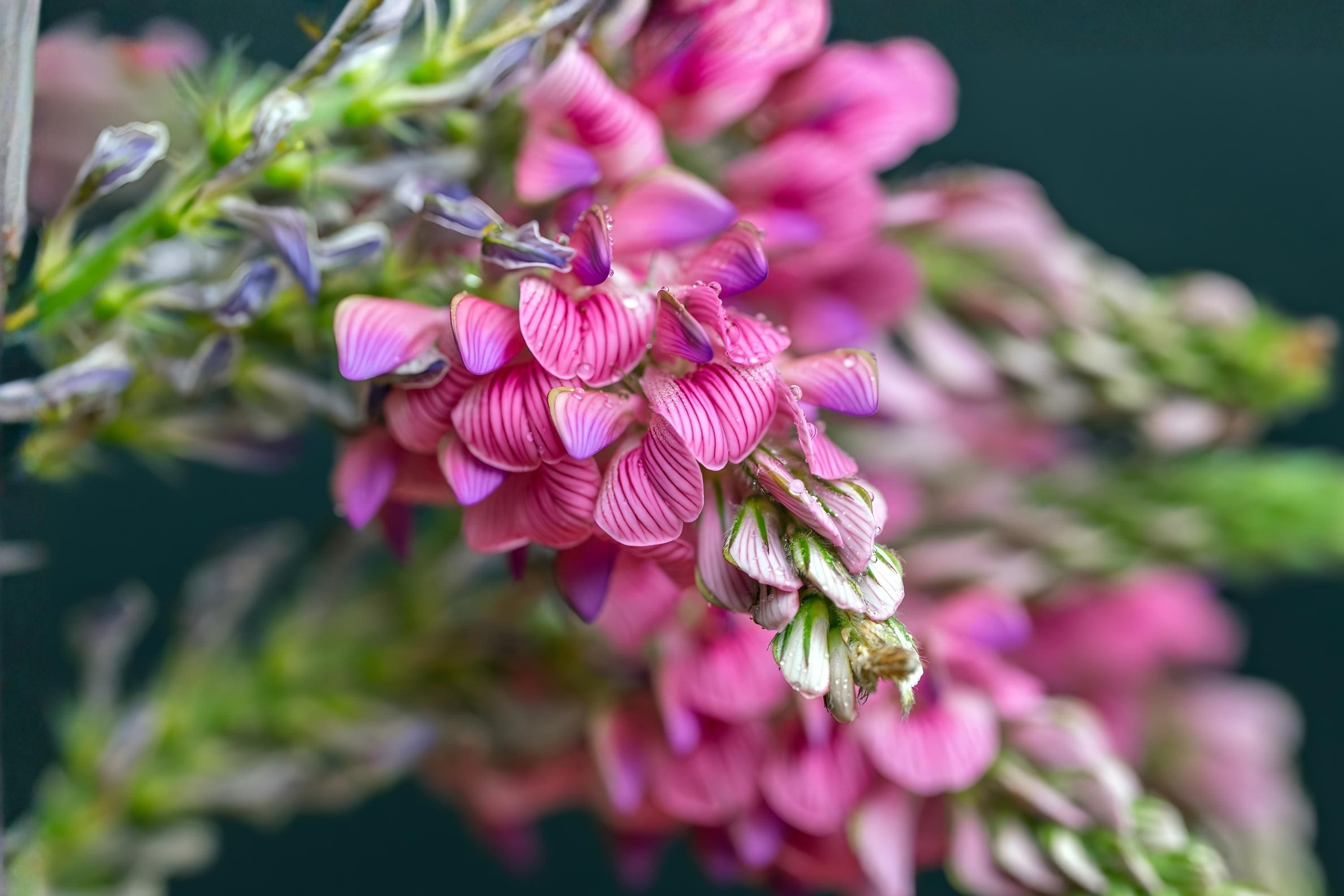 Little Bluestem Seeds 100 Schizachyrium scoparium Native Prairie Grass for Landscaping, Wildlife Habitat