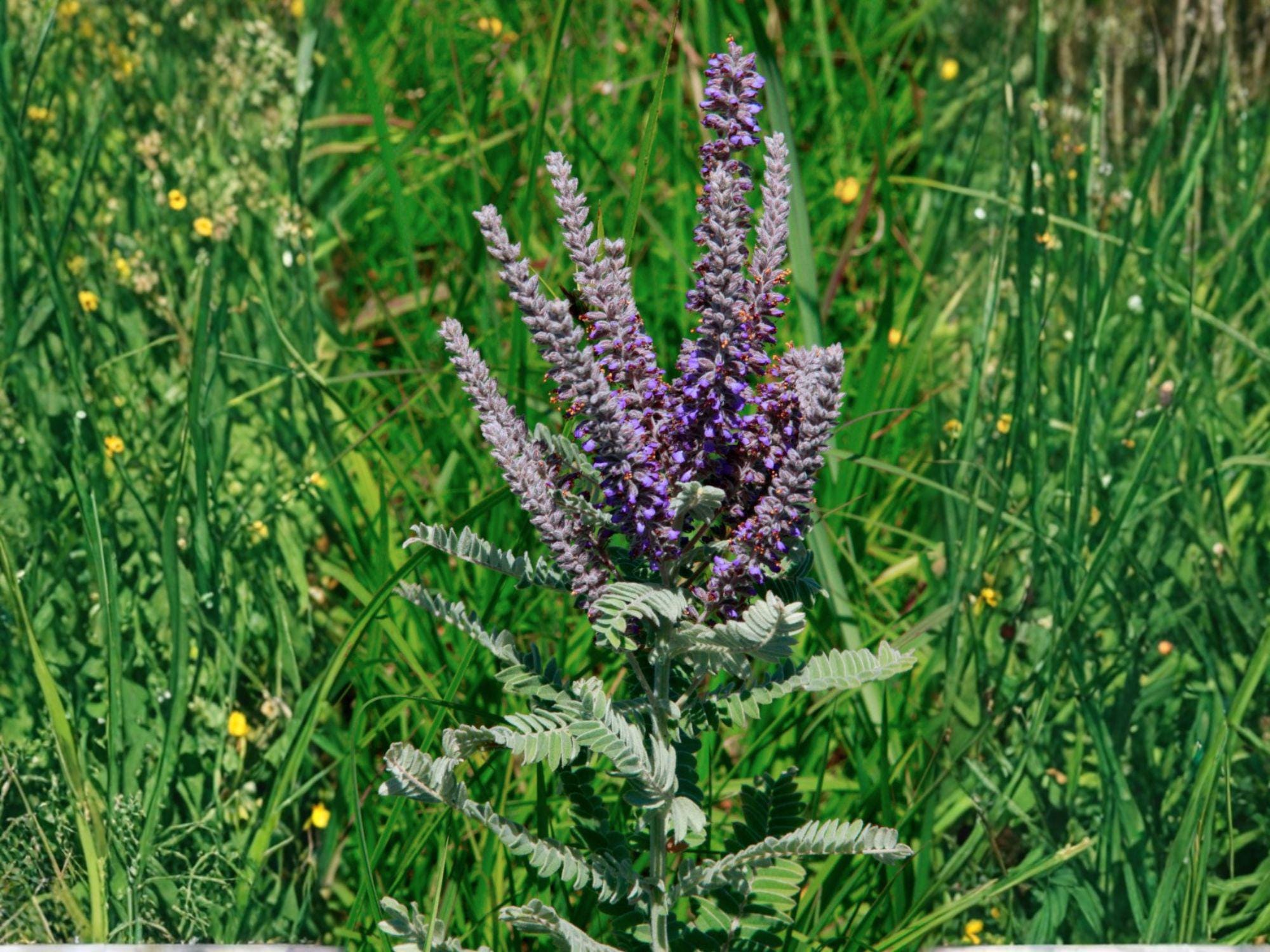 Globe Gilia Seeds, Bluehead Wildflower, Pollinator Garden, Cut Flower, Gilia capitata, Lavender Blue, Drought Tolerant
