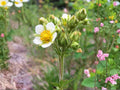 Swamp Aster Seeds – Symphyotrichum puniceum Native Perennial Wildflower for Wetlands, Pollinator Gardens, Rain Gardens, 100 Seeds