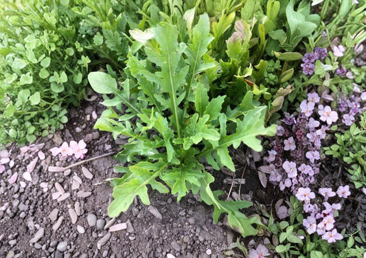 Organic Arugula Seeds - Heirloom Non-GMO Eruca sativa for Salad Greens, Fast-Growing Peppery Leafy Green, Garden & Container Planting