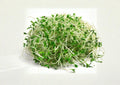 Organic Alfalfa Sprouting Seeds 1500+ Medicago sativa Microgreens for Healthy Salads, Sandwiches & Smoothies, Non-GMO, Indoor Garden Seeds