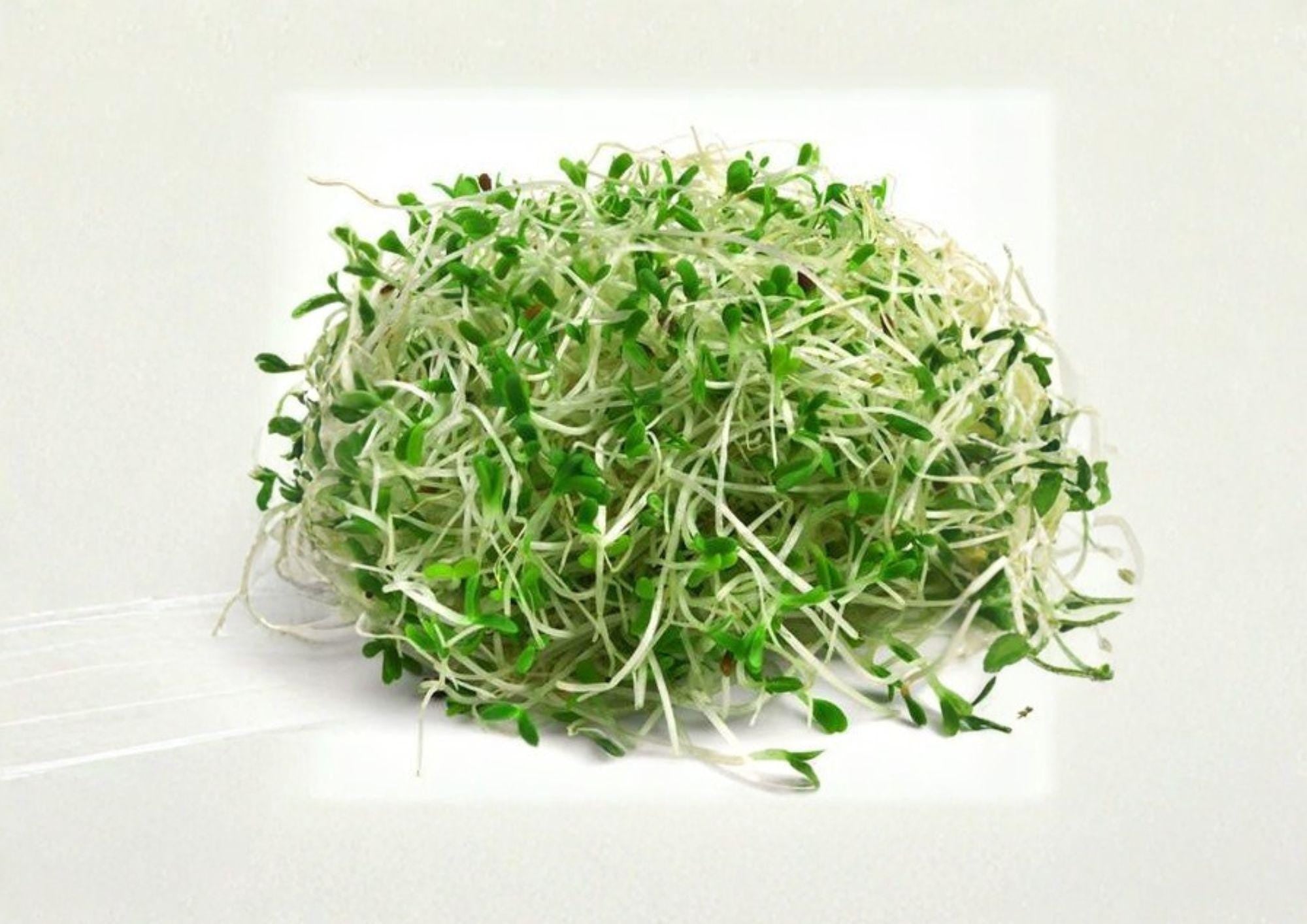 Organic Alfalfa Sprouting Seeds 1500+ Medicago sativa Microgreens for Healthy Salads, Sandwiches & Smoothies, Non-GMO, Indoor Garden Seeds
