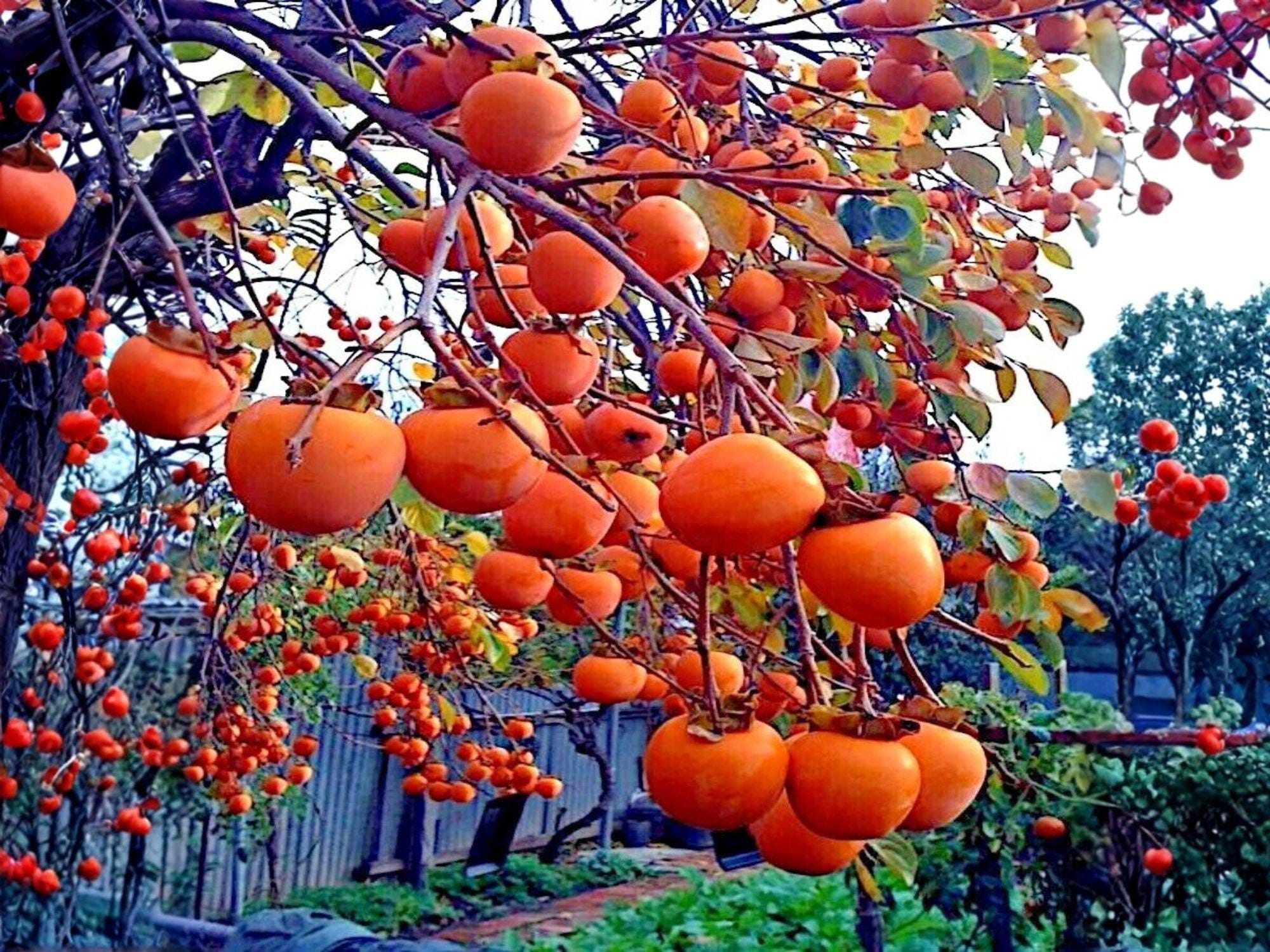 Cotton Bush Seeds Gossypium spp. Yellow Flowering Annual for Fiber Crafts, Educational Gardening, 5 Seeds