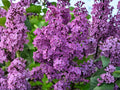 Hydrophyllum virginianum seeds, Virginia Waterleaf, native woodland wildflower, shade garden plant, pollinator-friendly perennial, 10 seeds