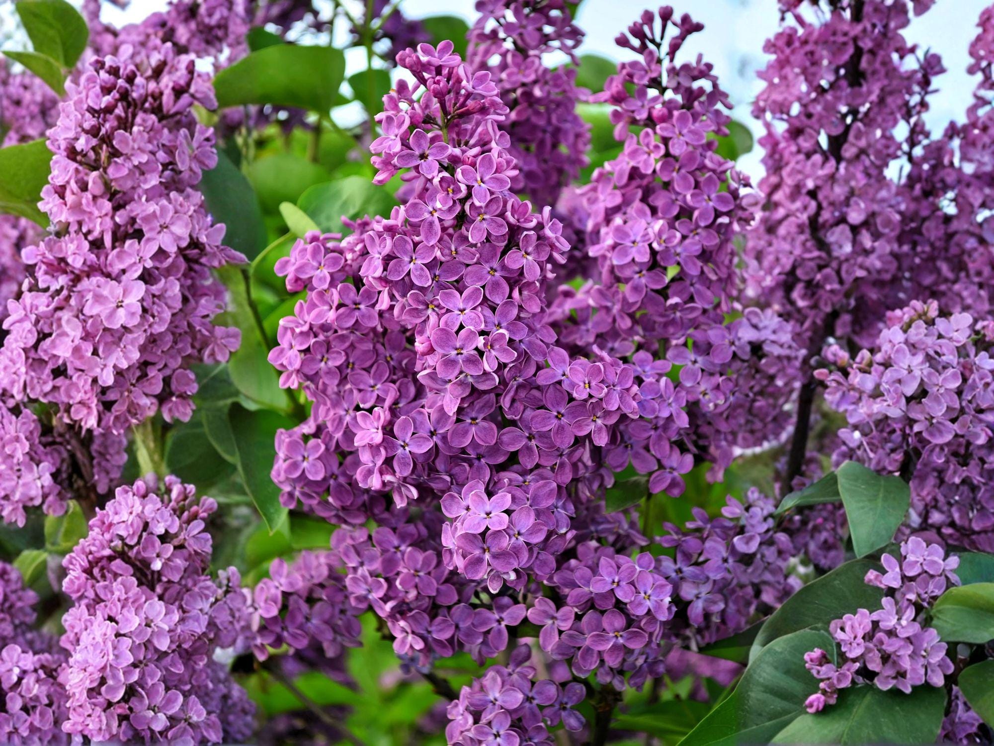 Hydrophyllum virginianum seeds, Virginia Waterleaf, native woodland wildflower, shade garden plant, pollinator-friendly perennial, 10 seeds