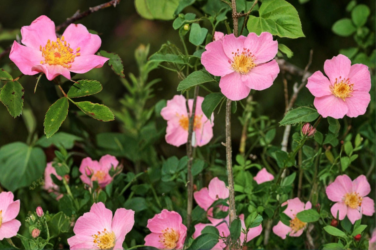 Swamp Rose Seeds - 30 Pack - Rosa palustris - Pink Flowering Deciduous Shrub for Wetlands and Marsh Gardens