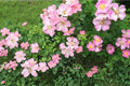 Illinois Rose Seeds – Rosa setigera, Climbing Shrub, Pink Flowers, Ornamental Hips, Native Perennial Plant, Garden Trellis, Fences