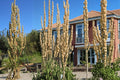 Great Water Dock Seeds – Rumex orbiculatus, Moisture-Loving Perennial for Wetlands, Pond Edges & Marsh Areas, 100 Seeds