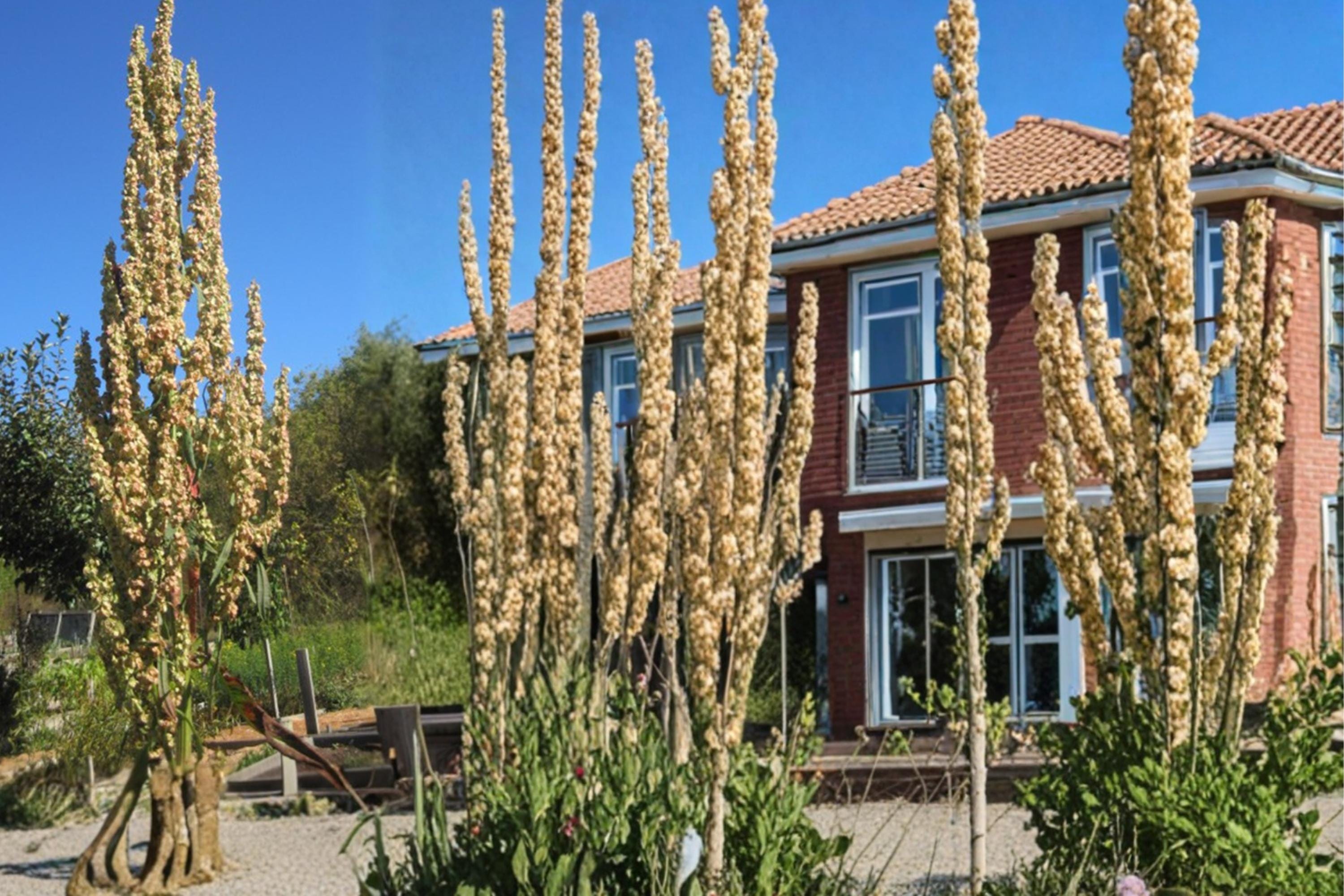 Great Water Dock Seeds – Rumex orbiculatus, Moisture-Loving Perennial for Wetlands, Pond Edges & Marsh Areas, 100 Seeds