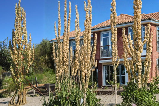 Great Water Dock Seeds – Rumex orbiculatus, Moisture-Loving Perennial for Wetlands, Pond Edges & Marsh Areas, 100 Seeds