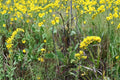 Old Field Goldenrod Seeds – Solidago nemoralis, Native Perennial, Yellow Wildflower, Drought Tolerant Meadow Plant, Prairie Flower Seeds