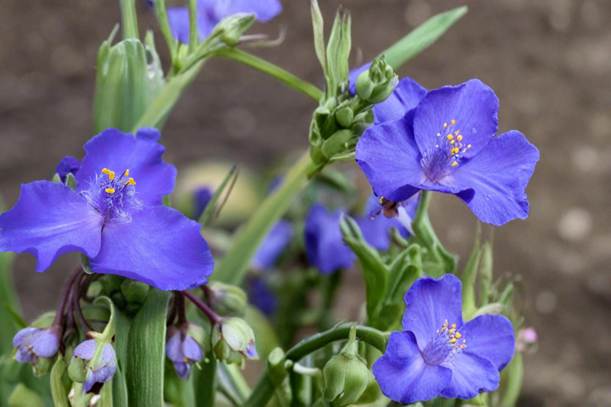 Western Spiderwort Seeds – 25 Pack, Tradescantia occidentalis, Native Perennial with Blue to Purple Flowers for Prairie & Drought Tolerant Gardens