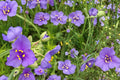 Ohio Spiderwort Seeds – 25 Pack, Tradescantia ohiensis, Native Perennial with Blue Violet Flowers, Prairie & Garden Border Plant