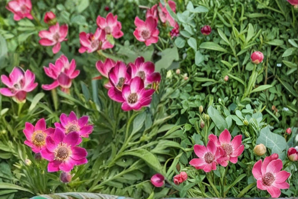 Windflower Seeds – Anemone multifida Herbaceous Perennial for Rock Gardens & Meadows, 100 Seeds