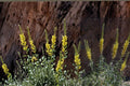 Prince's Plume Seeds – Herbaceous Perennial, Bright Yellow Flowers, Drought Tolerant, Stanleya pinnata, Xeriscape & Dry Garden