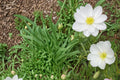 Pale Evening Primrose Seeds 100 Oenothera pallida Herbaceous Perennial White Pink Flowers Xeriscape Plant