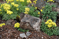 Sulfurflower Buckwheat Seeds 100 Pack – Eriogonum umbellatum Drought Tolerant Perennial for Rock Gardens & Xeriscape