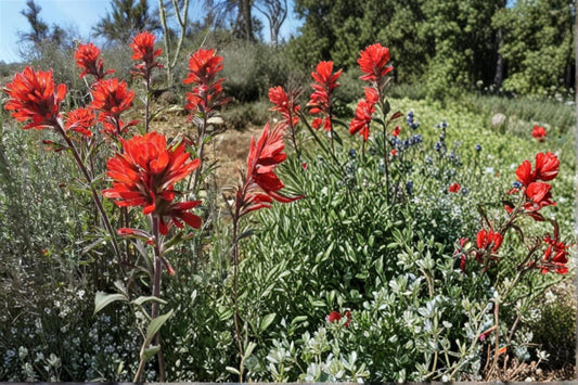 Showy Indian Paintbrush Seeds – Castilleja angustifolia var. dubia – Native Perennial with Red to Orange Bracts for Prairie & Meadow Gardens