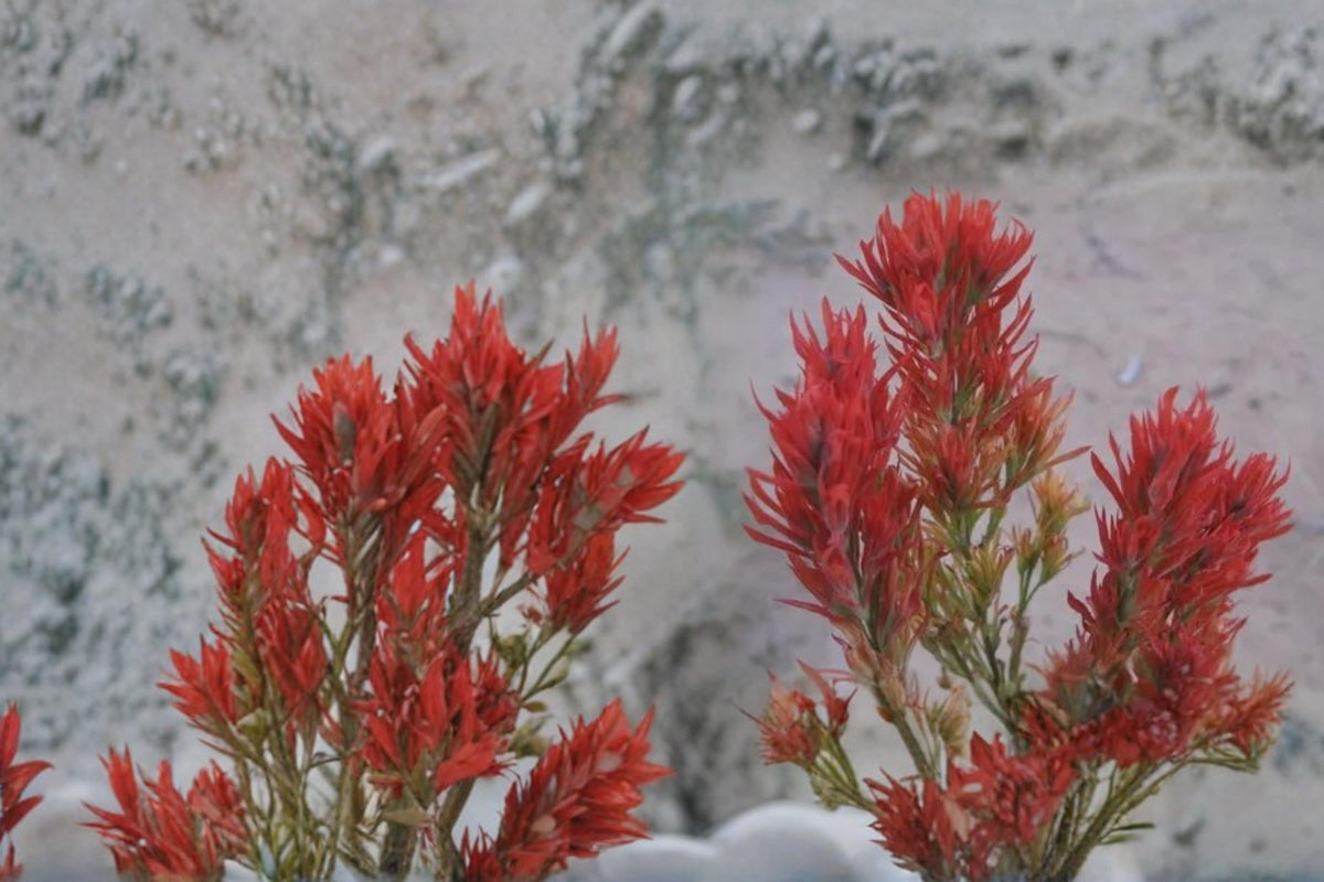 Wyoming Indian Paintbrush Seeds – Castilleja linariifolia – Perennial Wildflower with Red to Orange Bracts for Prairie and Slope Gardens