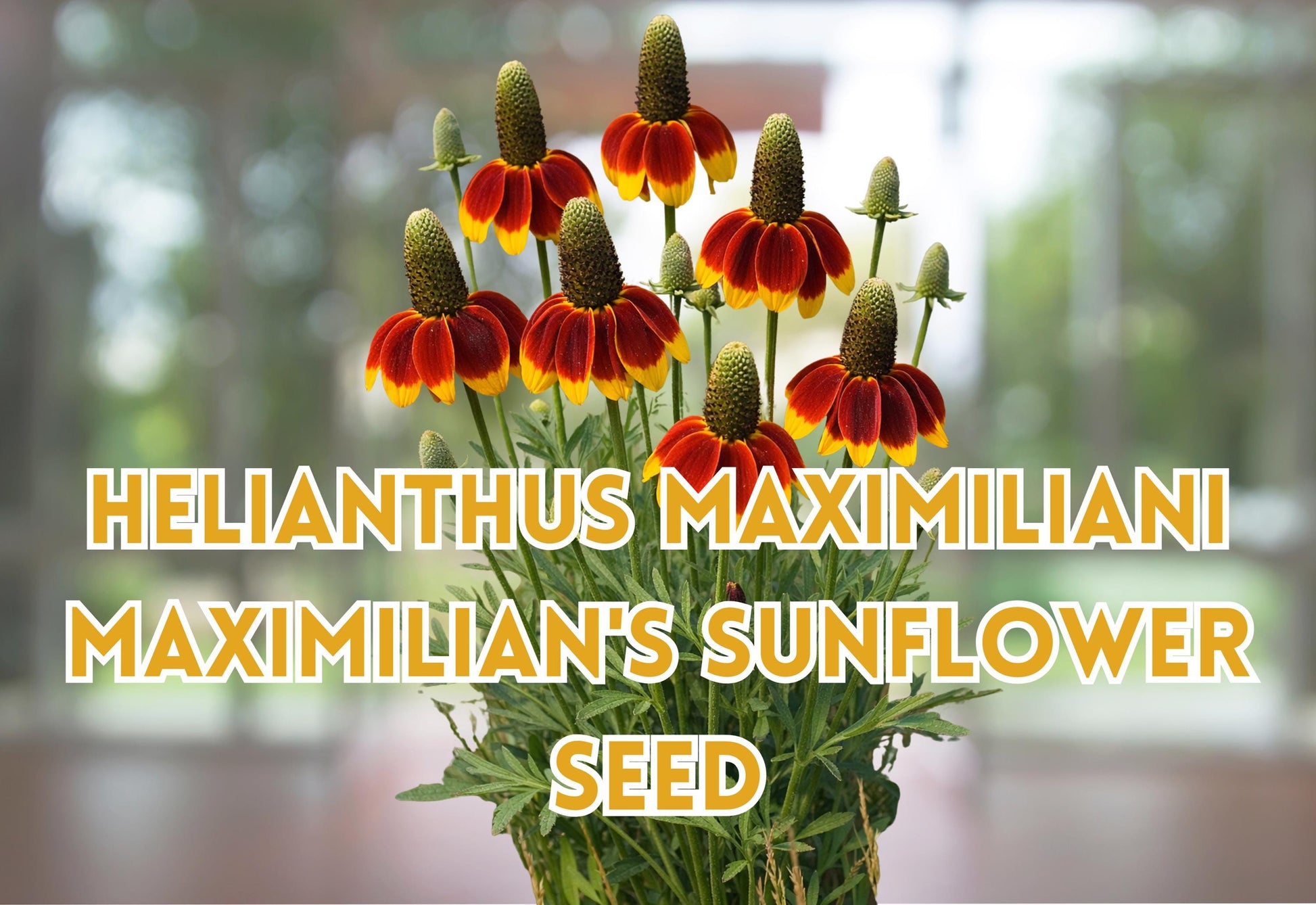 Purple Coneflower Seeds – Echinacea purpurea Perennial Butterfly Garden Plant – 100 Seeds for Full Sun to Partial Shade