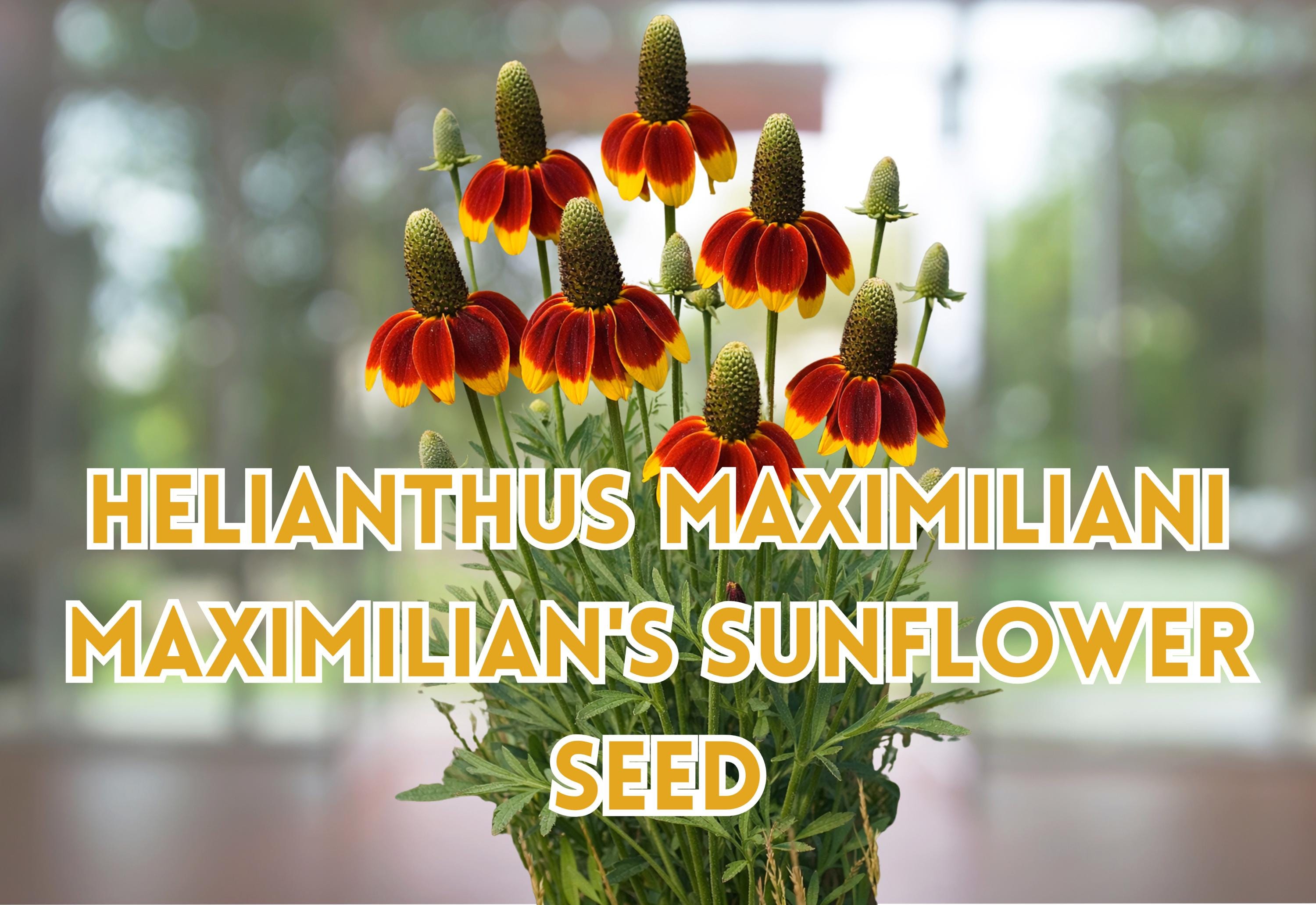Purple Coneflower Seeds – Echinacea purpurea Perennial Butterfly Garden Plant – 100 Seeds for Full Sun to Partial Shade