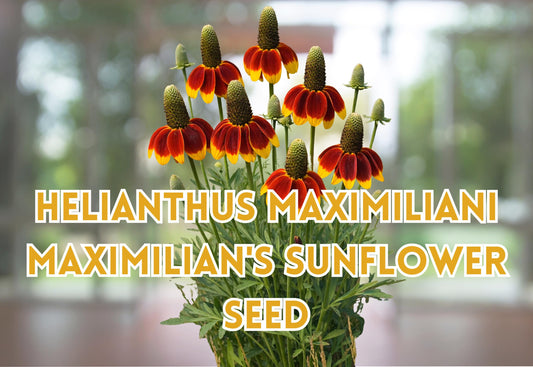 Purple Coneflower Seeds – Echinacea purpurea Perennial Butterfly Garden Plant – 100 Seeds for Full Sun to Partial Shade