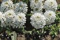 Empress Candytuft Seeds – Iberis amara Herbaceous Annual with Dense White Flowers for Borders & Edging, 100 Seeds