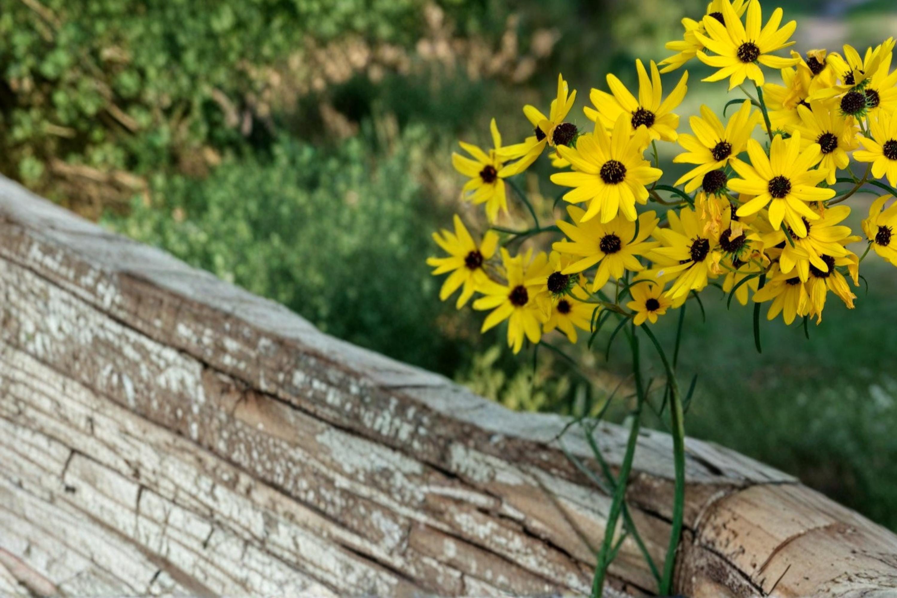 Swamp Sunflower Seeds – Helianthus angustifolius – Native Perennial with Bright Yellow Daisy Flowers for Wetlands & Gardens