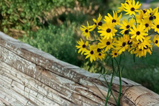 Swamp Sunflower Seeds – Helianthus angustifolius – Native Perennial with Bright Yellow Daisy Flowers for Wetlands & Gardens