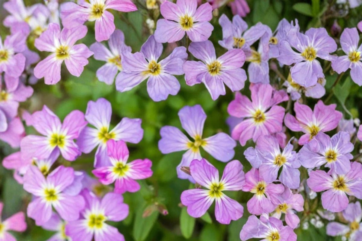 Virginia Stock Seeds 100 – Malcolmia maritima Herbaceous Annual Pink Purple White Fragrant Flowers