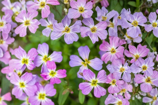 Virginia Stock Seeds 100 – Malcolmia maritima Herbaceous Annual Pink Purple White Fragrant Flowers