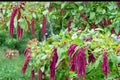 Love Lies Bleeding Seeds – Amaranthus caudatus – Deep Red Cascading Flower Tassels – Annual Garden Plant