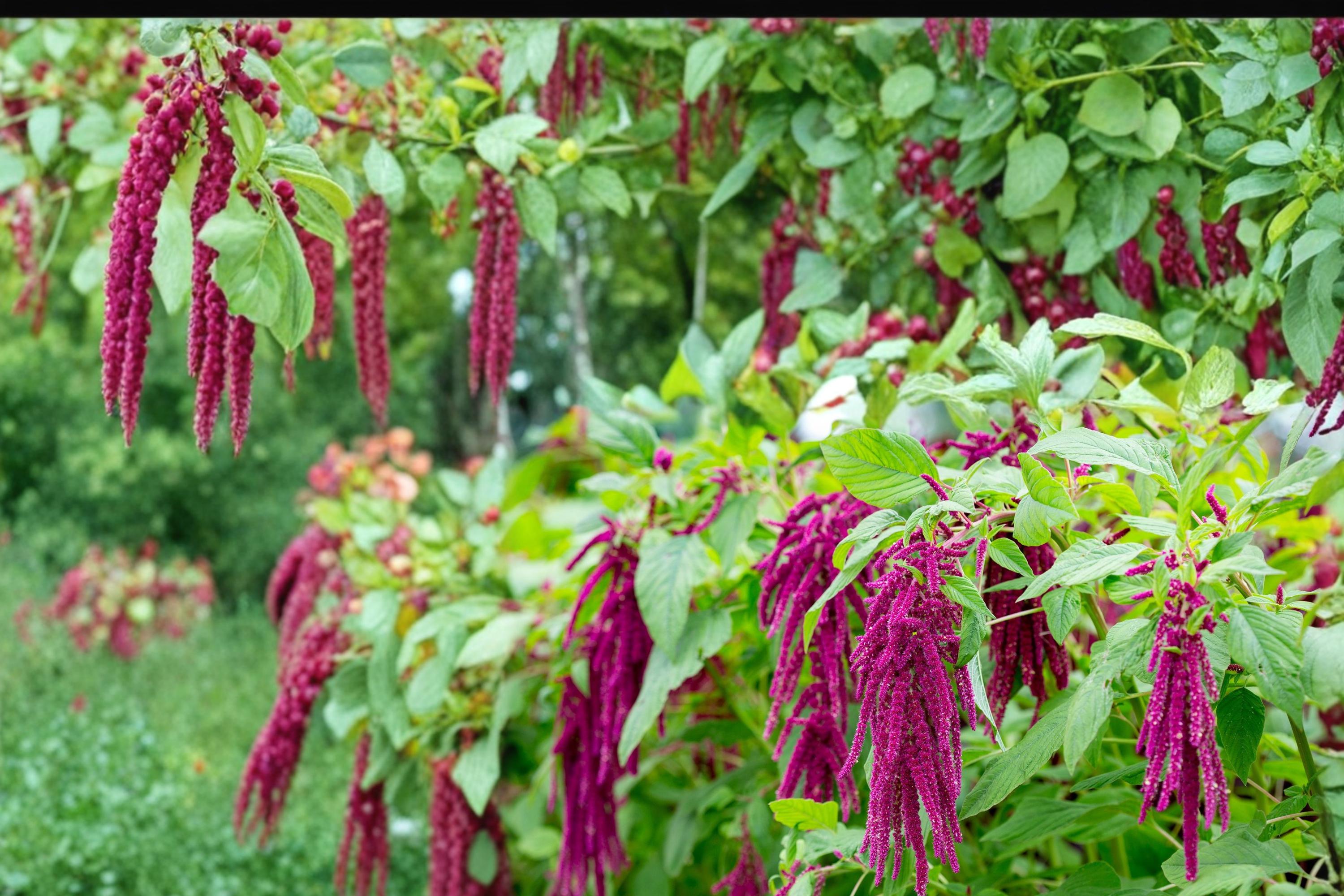 Love Lies Bleeding Seeds – Amaranthus caudatus – Deep Red Cascading Flower Tassels – Annual Garden Plant