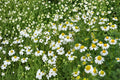 German Chamomile Seeds – Herbaceous Annual with White Daisy Flowers – Matricaria recutita for Herb Gardens, Borders, and Naturalized Areas