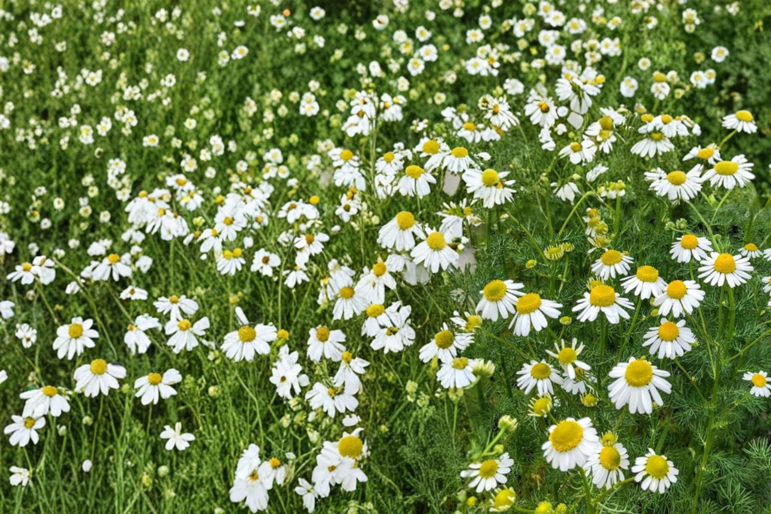 German Chamomile Seeds – Herbaceous Annual with White Daisy Flowers – Matricaria recutita for Herb Gardens, Borders, and Naturalized Areas