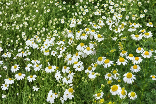 German Chamomile Seeds – Herbaceous Annual with White Daisy Flowers – Matricaria recutita for Herb Gardens, Borders, and Naturalized Areas