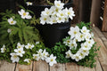 Canada Anemone Seeds – Anemone canadensis, Native Perennial with White Flowers, Spreading Growth, Meadow & Woodland Garden Plant
