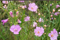 Slender False Foxglove Seeds 250 Agalinis tenuifolia Pink Purple Tubular Flowers Native Wildflower