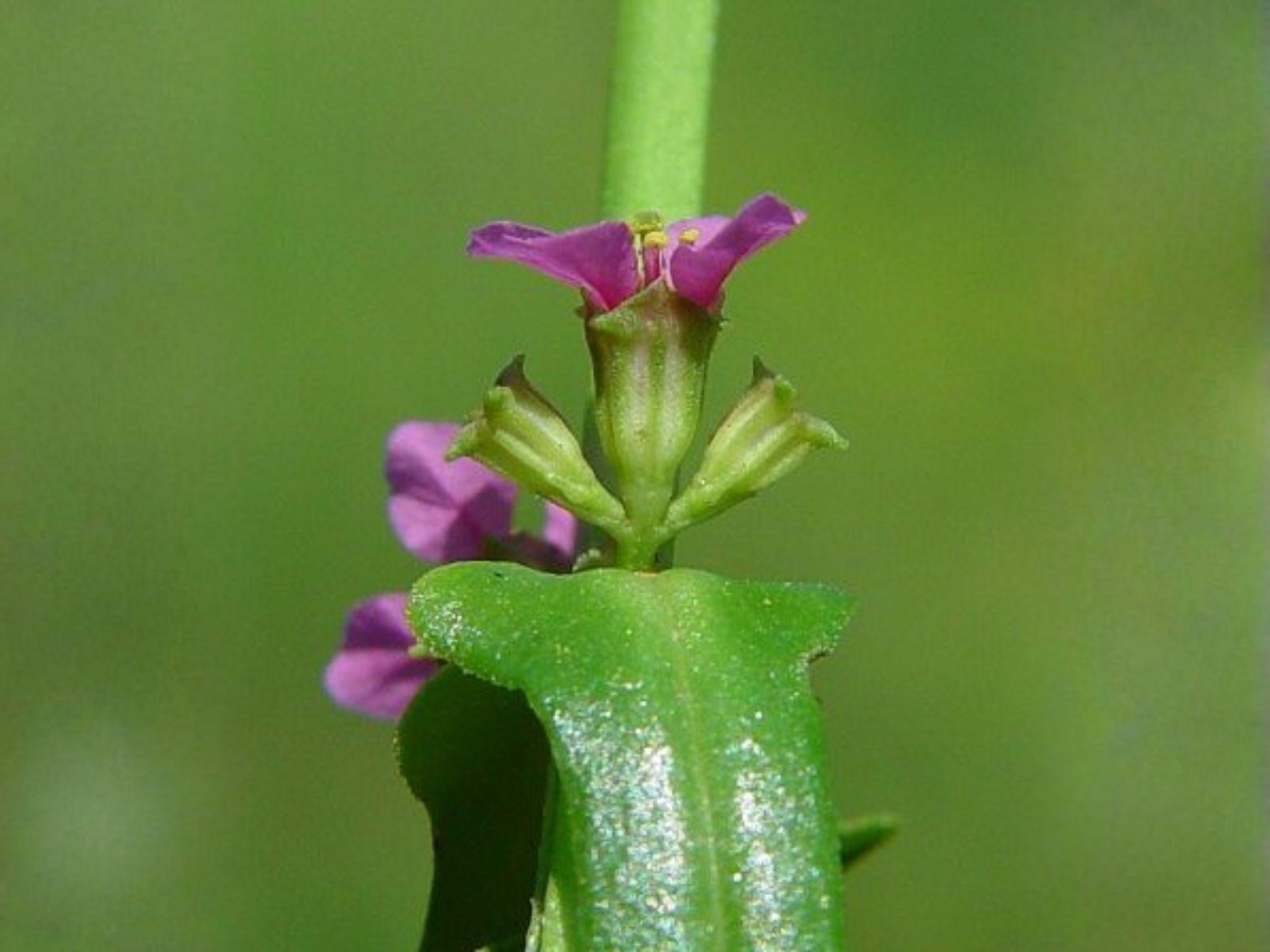 White Prairie Clover Seeds, Native Perennial Wildflower, Drought Tolerant, Pollinator Attracting, Dalea candida