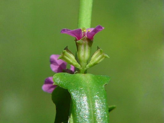 White Prairie Clover Seeds, Native Perennial Wildflower, Drought Tolerant, Pollinator Attracting, Dalea candida