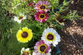 Engelmann’s Daisy Seeds – 50 Native Wildflower Seeds – Bright Yellow Daisies – Engelmannia peristenia – Drought-Tolerant Pollinator Plant
