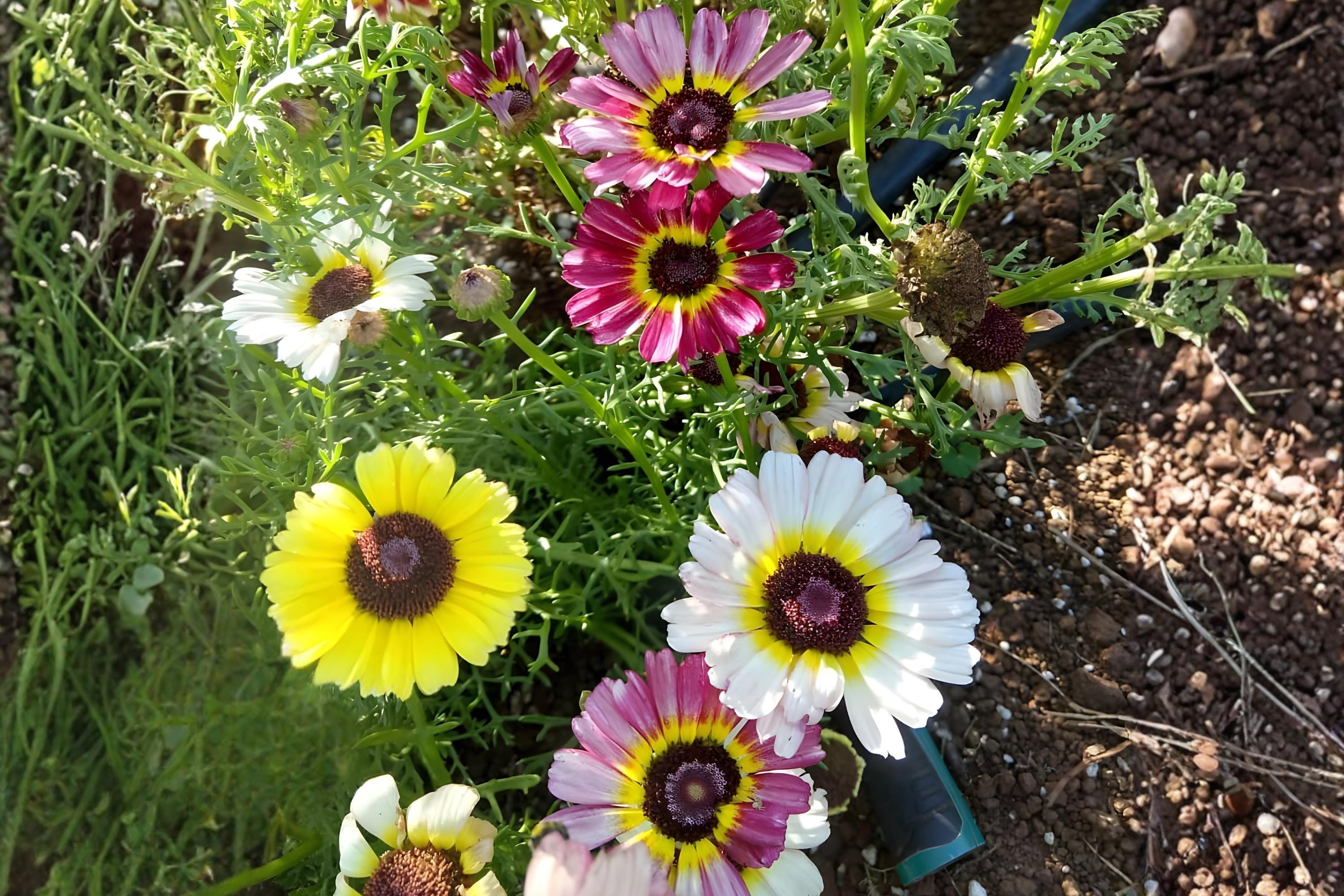 Engelmann’s Daisy Seeds – 50 Native Wildflower Seeds – Bright Yellow Daisies – Engelmannia peristenia – Drought-Tolerant Pollinator Plant