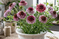 Salmon Rose Scabiosa Seeds – Annual Flower, Pollinator Attractor, Cut Flower, Scabiosa japonica, 75+ Seeds