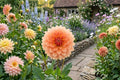 Dahlia Bulb Tuber Clump - Rancho Variety - Decorative Garden Plant - Vibrant Blooms - (Dahlia variabilis)