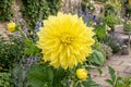 Dinner Plate Dahlia Bulb Clump - Kelvin Floodlight Variety with 10" Yellow Blooms - Dahlia pinnata Flower Tubers