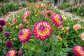 Dahlia Bulb Clump - HAPET Daydream Perennial Flower - Garden Decorative Tubers - Vibrant Blooms, Easy to Grow, Pollinator Attracting